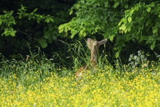 Roe deer (Capreolus capreolus), female, Vulkaneifel, Rhineland-Palatinate, Germany