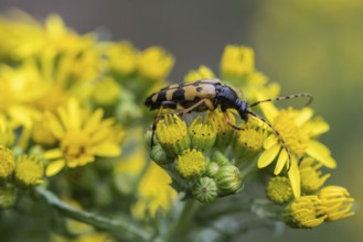 Spotted longhorn (Leptura maculata) on common ragwort (Senecio jacobaea), Emsland, Lower Saxony,