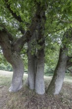 English oak (Quercus robur) in the Hutewald forest, Emsland, Lower Saxony, Germany