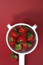 Strawberries in a colander on a red background, Fragaria