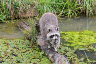 An adult raccoon (Procyon lotor) crosses the shallow water of a stream on a broken branch of a tree