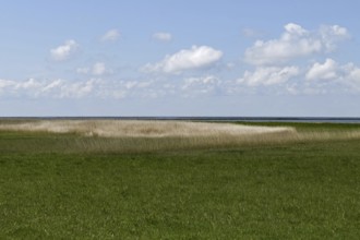Salt marshes on the North Sea, North Sea coast, dyke foreland between Duhnen, Sahlenburg and