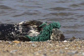 Grey seal (Halichoerus grypus) adult animal with netting wrapped around its body resting on a