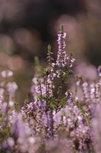 Close-up of flowering heather against the light in the Lüneburg Heath, Lower Saxony, Germany