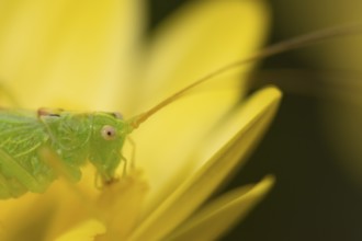 Oak bush cricket (Meconema thalassinum) adult insect on a garden yellow flower, England, United
