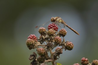 Common darter dragonfly (Sympetrum striolatum) adult insect resting on blackberries fruit in