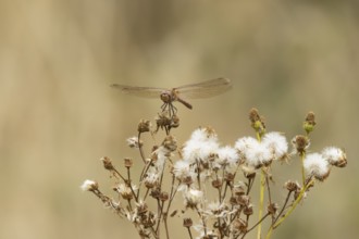 Common darter dragonfly (Sympetrum striolatum) adult insect resting on a flower seedhead in summer,