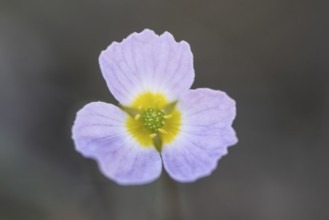 Hedgehog hose (Baldellia ranunculoides), Emsland, Lower Saxony, Germany