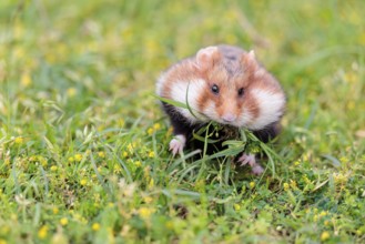 A European hamster (Cricetus cricetus) collects herbs, grass and daisies in a fresh green meadow