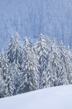 Freshly snow-covered spruce forest, Sattelegg, Schwyz, Switzerland