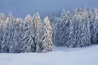 Freshly snow-covered spruce forest, Sattelegg, Schwyz, Switzerland