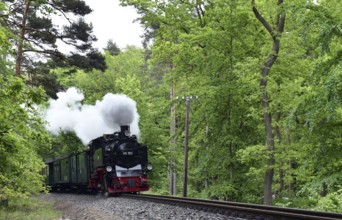 The Raging Roland, narrow-gauge railway, on Rügen, Mecklenburg-Vorpommern, Germany