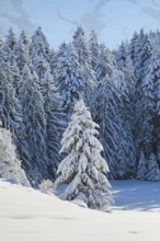 Freshly snow-covered spruce forest