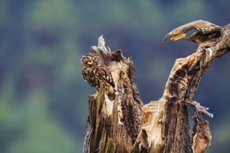Little owl (Athene noctua) sitting on dead wood, prey in its beak, Höxter, Weserbergland, North