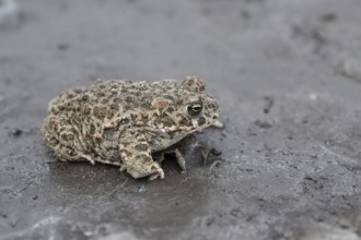 Natterjack toad (Epidalea calamita), Emsland, Lower Saxony, Germany
