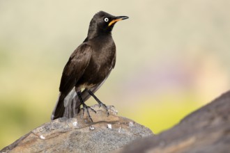 Bicoloured Glossy Starling (Lamprotornis bicolor), adult, on rocks, alert, Mountain Zebra National