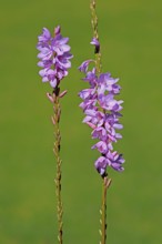 Watsonia borbonica, Cape horn lily, flower, flowering, Kirstenbosch Botanical Gardens, Cape Town,