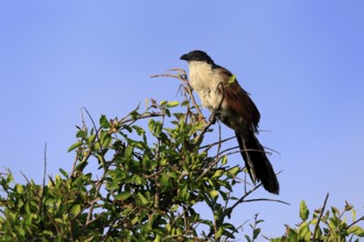White-browed Cuckoo (Centropus superciliosus), adult, on tree, on guard, Kruger, Kruger National