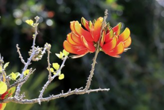 Erythrina acanthocarpa, Tambuki thorn, flowering, flowers, Karoo Desert Botanic Garden, Worcester,