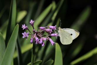 Tulbaghia simmleri, indoor garlic, flowers, flowering, Kirstenbosch Botanical Gardens, Cape Town,