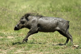 Warthog (Phacochoerus africanus), adult, after mudbath, running, Kruger, Kruger National Park,