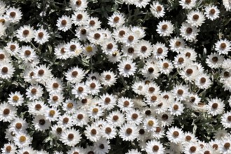 Syncarpha argyropsis, flowers, flowering, Kirstenbosch Botanical Gardens, Cape Town, South Africa