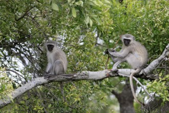 Vervet Monkey (Chlorocebus pygerythrus), adult, sitting, two, tree trunk, Kruger, Kruger National