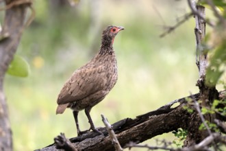 Swainson's francolin (Pternistis swainsonii), adult, alert, perch, Kruger, Kruger National Park,