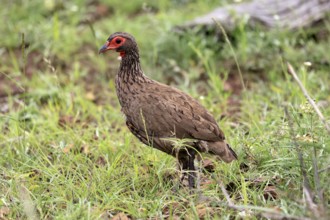 Swainson's francolin (Pternistis swainsonii), adult, vigilant, foraging, Kruger, Kruger National
