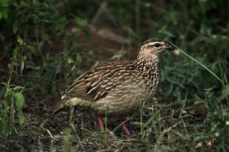 Crested Francolin (Ortygornis sephaena), adult, on the ground, alert, foraging, Kruger, Kruger