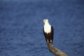 African Fish Eagle (Icthyophaga vocifer), adult, on wait, at the water, alert, Kruger, Kruger