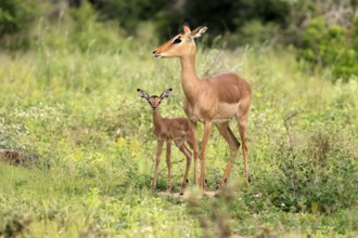 Black heeler antelope (Aepyceros melampus), impala, adult, female, young animal, mother with young
