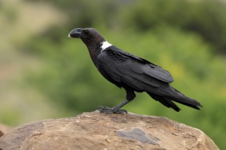 Shield raven (Corvus albus), adult, on rocks, alert, Mountain Zebra National Park, South Africa