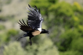 Shield raven (Corvus albus), adult, flying, calling, Mountain Zebra National Park, South Africa