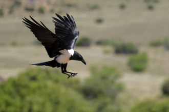 Shield raven (Corvus albus), adult, flying, Mountain Zebra National Park, South Africa