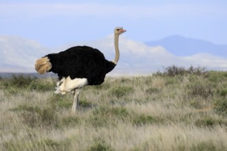 South African ostrich (Struthio camelus australis), adult, male, alert, Mountain Zebra National