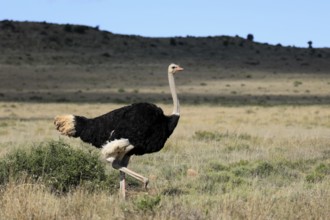South African ostrich (Struthio camelus australis), adult, male, running, foraging, Mountain Zebra