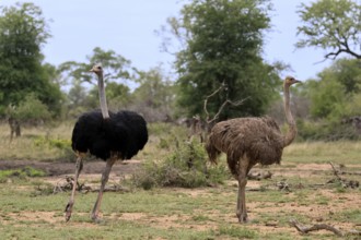 South African ostrich (Struthio camelus australis), adult, pair, male, female, running, foraging,