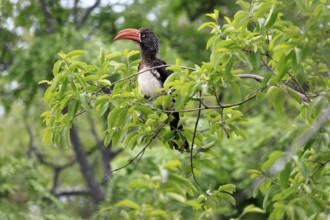 South African crowned hornbill (Lophoceros alboterminatus suahelicus), adult, on tree, alert,