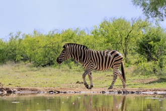 Burchell's zebra (Equus quagga burchelli), Burchell's zebra, adult, at the water, waterhole,