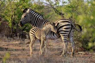 Burchell's zebra (Equus quagga burchelli), Burchell's zebra, adult, female, juvenile, mother,