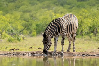 Burchell's zebra (Equus quagga burchelli), Burchell's zebra, adult, at the water, waterhole,