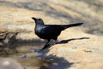 Red-winged Starling (Onychognathus morio), adult, at the water, female, drinking, Mountain Zebra