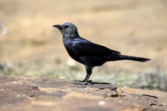 Red-winged Starling (Onychognathus morio), adult, on ground, female, alert, Mountain Zebra National