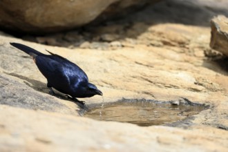 Red-winged Starling (Onychognathus morio), adult, male, at the water, drinking, Mountain Zebra