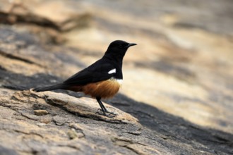 Red-bellied Wheatear (Thamnoläa cinnamomeiventris), adult, male, on the ground, foraging, Mountain