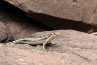Rainbow skink (Trachylepis margaritifera), adult, female, at the den, foraging, Kruger, Kruger