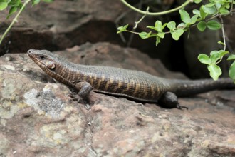 Giant striped shield lizard (Matobosaurus validus), adult, on the ground, foraging, Kruger, Kruger