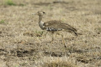 Kori Bustard (Ardeotis kori), Kori Bustard, adult, foraging, alert, Kruger, Kruger National Park,