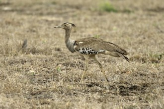 Kori Bustard (Ardeotis kori), Kori Bustard, adult, running, foraging, alert, Kruger, Kruger